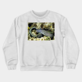 Spotted Moray Eel along the Coral Reef in the Caribbean Crewneck Sweatshirt